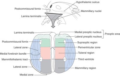 Coronal and horizontal sections of the hypothalamus