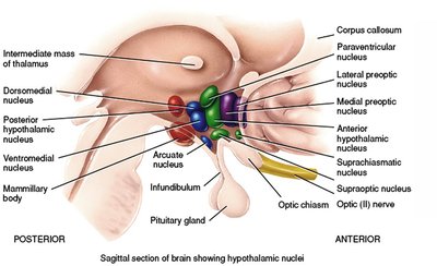 Sagittal section of brain showing hypothalamic nuclei