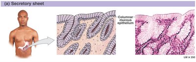 Secretory sheet and mixed exocrine gland