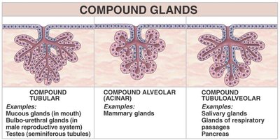 Simple gland types