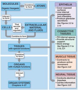 Overview of tissue types and their functions