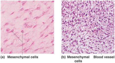 Histology of connective tissue proper