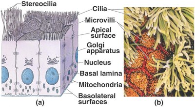 Epithelial cell specializations: cilia, microvilli, stereocilia