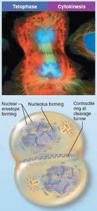 Telophase and cytokinesis with cleavage furrow