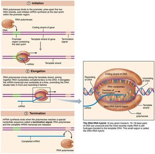 Stages of transcription: initiation, elongation, termination