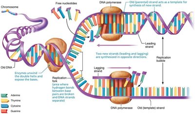 Diagram of DNA replication showing leading and lagging strands