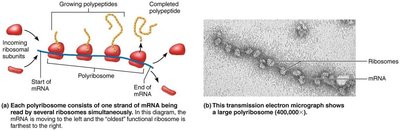 Polyribosome arrays showing multiple ribosomes translating mRNA