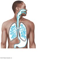 Mucous membranes lining body cavities open to the exterior