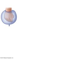 Serous membrane with visceral and parietal layers separated by serous fluid