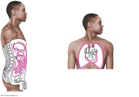 Serous membranes lining closed body cavities (peritoneum, pericardium, pleura)