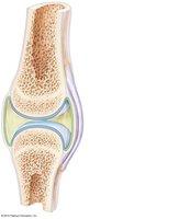 Synovial membrane lining a joint cavity and secreting synovial fluid