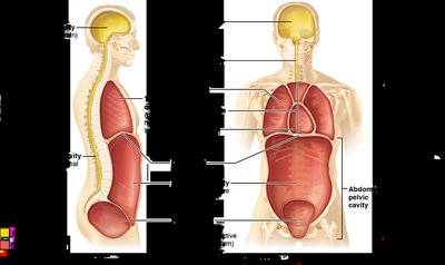 Diagram of dorsal and ventral body cavities and their subdivisions
