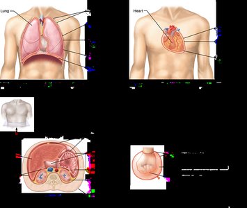Serous membranes of the ventral body cavities