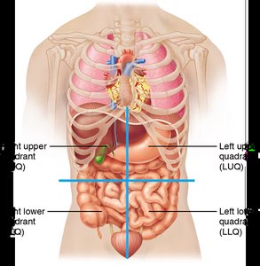 Abdominopelvic quadrants with superficial organs