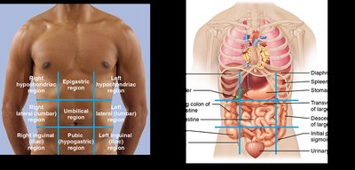 Abdominopelvic regions with superficial organs