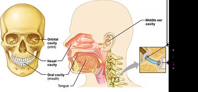 Other body cavities: oral, nasal, orbital, middle ear