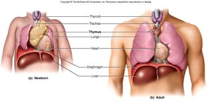 Thymus gland in newborn and adult