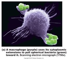 Steps of phagocytosis