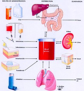 Drug administration, distribution, and elimination pathways