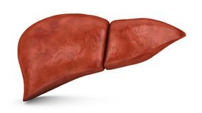 Liver