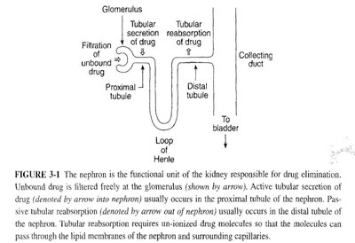 Nephron diagram showing filtration, secretion, and reabsorption