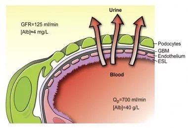 Glomerular filtration rate and urine formation