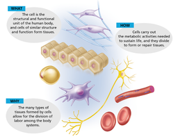 Anatomy & Physiology Study Guide: Cells and Tissues | Notes