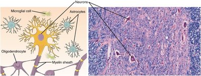 Diagram and histology of neurons and neuroglia