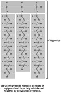Triglyceride molecule structure