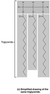Simplified triglyceride structure
