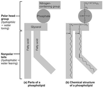 Phospholipid structure
