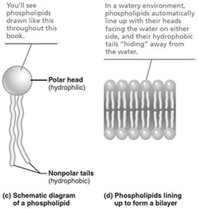 Phospholipid bilayer formation