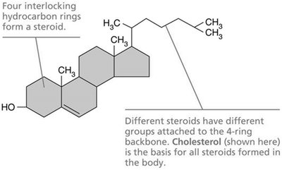 Steroid structure (cholesterol)