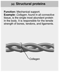 Structural protein (collagen)