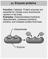 Enzyme protein