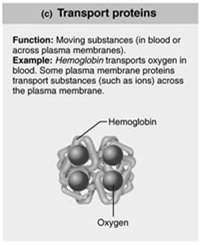 Transport protein (hemoglobin)