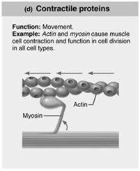 Contractile protein (actin and myosin)