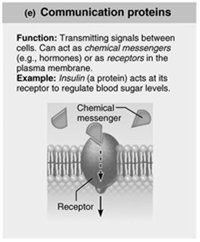 Communication protein (insulin)