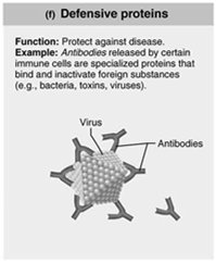 Defensive protein (antibodies)