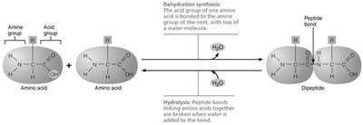 Peptide bond formation