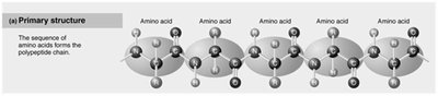 Primary structure of protein