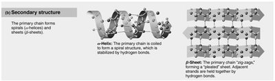 Secondary structure of protein