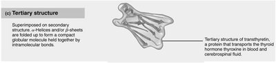 Tertiary structure of protein