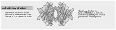 Quaternary structure of protein