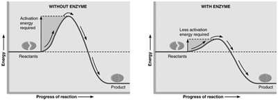 Enzymes lower activation energy