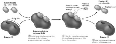 Mechanism of enzyme action
