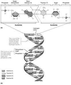 Structure of DNA