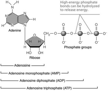 Structure of ATP