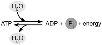 ATP hydrolysis