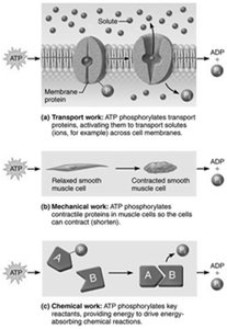 Cellular work driven by ATP